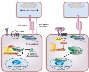Fig. 1: Pathway Wnt/β-catenina: a sinistra sistema inattivo, in assenza della proteina Wnt, e  degradazione di β-catenina; a destra sistema attivato dalla presenza della proteina Wnt, e  traslocazione di β-catenina al nucleo (riprodotta da Reya T et al., 2