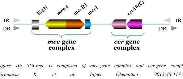 Figure  10:  SCCmec  is  composed  of  mec-gene  complex  and  ccr-gene  complex. 