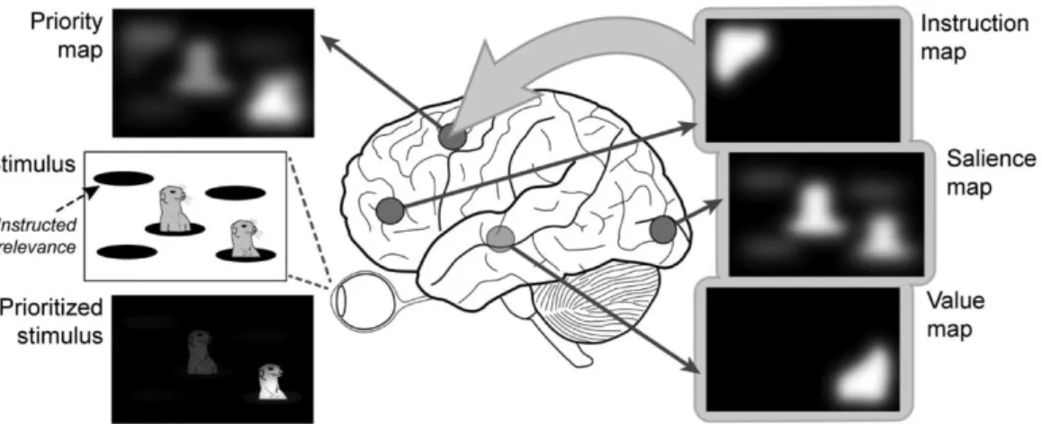 Figure  3.  Priority  maps  in  the  brain  (adapter  from  Klink,  Jentgens  &amp; 