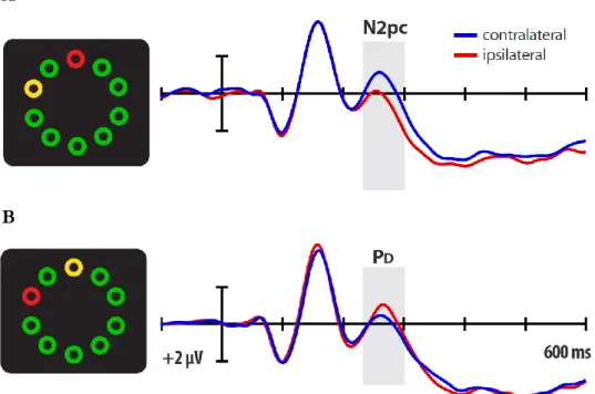 Figure 6. Electrophysiological components of attention. (A) The N2pc  is contralateral to the location of the target (in yellow) and it is considered  as  an  index  of  the  selection  process