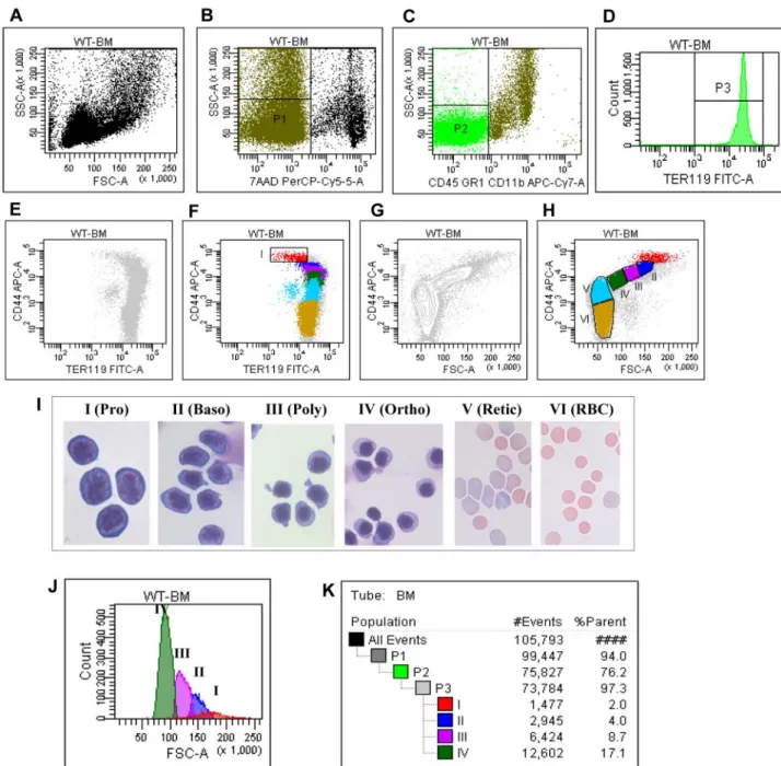 Figure 1. Flow cytometric analysis and isolation of erythroblasts of wild-type mice bone marrow cells