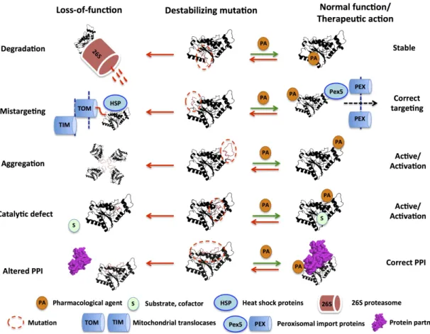 Figure 1. Schematic representation of five of the main molecular mechanisms of loss-of-function  (LOF) diseases associated with destabilizing mutations and relevant examples discussed in this  review: (i) accelerated protein degradation by the 26S proteaso