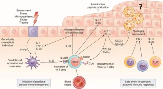 Figure 3. Initiation of psoriasis by γδ T cells. Several insults can directly activate DCs  through  pattern  recognition  receptors  (PRRs)  or  indirectly  through  keratinocyte  stress  (release  of  IL-1,  TNF-α  and  IL-36)