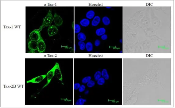 Figure 7. Comparison of Tax-1 and Tax-2 subcellular localization (Bertazzoni et al.,  2011)