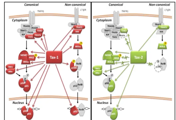 Figure  10.  Schematic  representation  of  Tax-1  (in  red)  and  Tax-2  (in  green)  interactions with factors of NF-κB pathway (Romanelli et al., 2013)