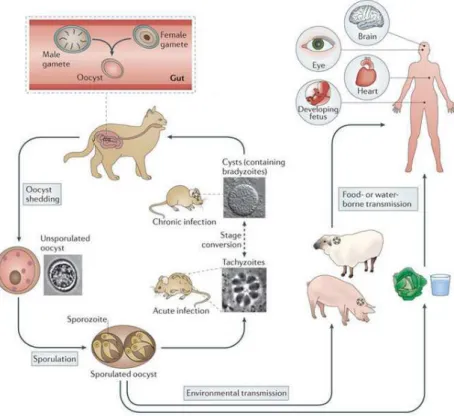 Figure 1. The complex life cycle of Toxoplasma gondii [6]. 