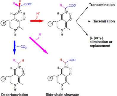 Figure 2. A schematic view of the different reaction types catalyzed by PLP-dependent enzymes  that act on amino acids [17]