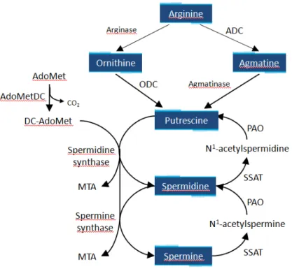 Figure 3. Reactions and enzymes involved in polyamine metabolism. MTA, methylthioadenosine
