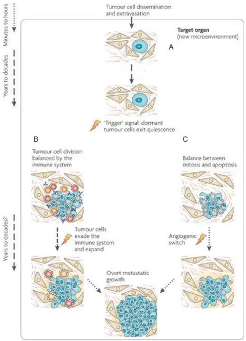 Fig. 3. An integrated view of cancer dormancy. Tumor cells that survive dissemination lodge in  the target organ parenchyma