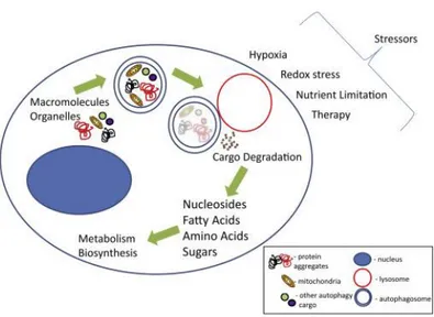 Fig.  6  The  process  of  autophagy  leads  to  the  degradation  of  cargo.    The  blue  double- double-membraned  vesicle,  autophagosome;  red  vesicle,  lysosome;  blue  shaded  oval  structure,  nucleus