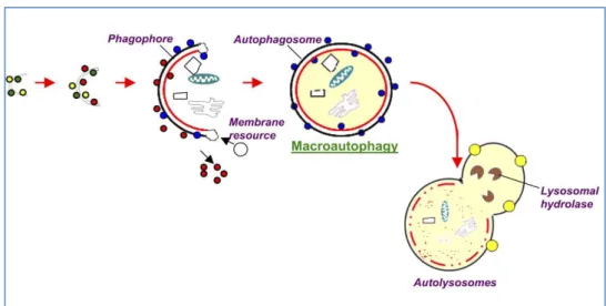 Fig.  7  Macroautophagy  steps.  Macroautophagy  starts  with  the  de  novo  formation  of  a  cup- cup-shaped  isolation  double  membrane  that  engulfs  a  portion  of  cytoplasm