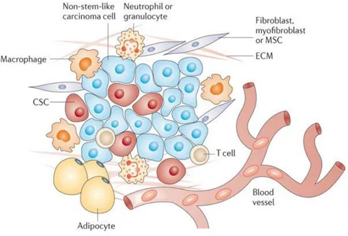 Figure  1.  Components  of  tumor  microenvironment.  In  TME  there  are  cells  of  hematopoietic  origin  (T-cells,  B-cells  and  NK-cells),  cells  of  myeloid  lineage  (macrophages,  neutrophils  and  myeloid-derived  suppressor  cells),  cells  of 
