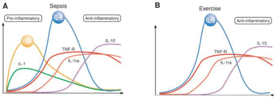 Figure 1 . Different pattern of inflammation cascade during severe infection (A) (i.e