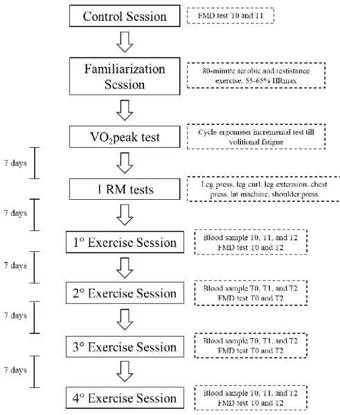 Figure 2. Experimental design. Study participants came to the lab eight times including: a control  session, a familiarization session, two testing session, and four exercise sessions