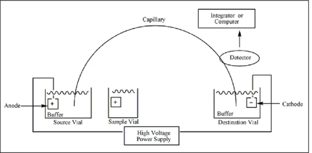 Fig. 4. Schematic representation of the CE system.