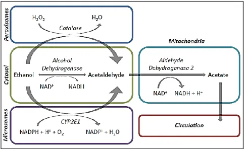 Fig. 1. Human metabolic pathway of alcohol [11]. 
