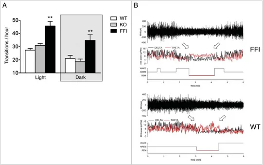 FIGURE 3. Sleep continuity and organization are affected in Tg(FFI) mice. (A) The number of tran- tran-sitions between wake, REM and NREM sleep, during the phases of the light-dark cycle were  mea-sured as described