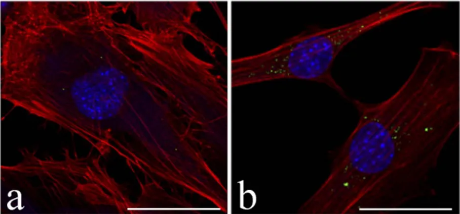 Figure 1. Confocal fluorescence micrographs of C2C12 cells treated with Fluo-NPs (green) for 30 min (a)  and 24 h (b)