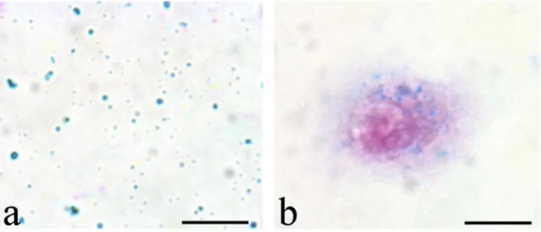 Figure 1. Light microscopy. AB-stained HA NPs suspended in medium (a) and inside a C2C12 myoblast (b)