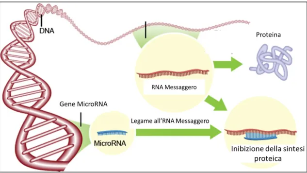 Figura  8.  Regolazione  dell’espressione  genica  da  parte  dei  miRNA.  Immagine  tratta  da  discoverymagazine.com