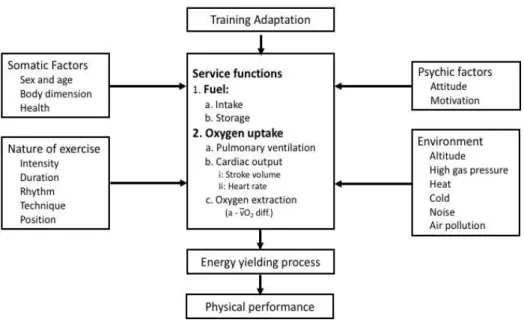 Figure 1 - Factors affecting physical performance. From Textbook of Work Physiology, Astrand 