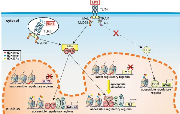 Figure 3 | Examples of epigenetic mechanisms controlling gene expression in human 214 