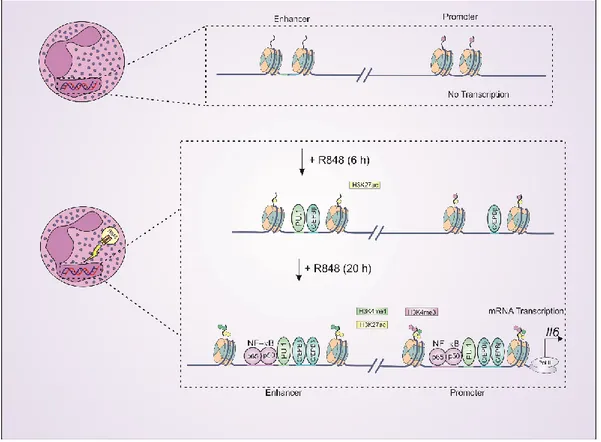 Figure 4 | R848 induces a reorganization of the chromatin at the  IL-6  locus of human 334 