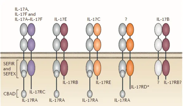 Figure 5 | Members and related receptors of the IL-17 family.  