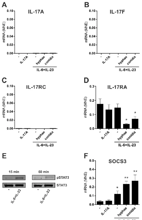 Figure  7|  No  induction  of  IL-17A,  IL-17F  and  IL-17RC  mRNA  expression  in 892 