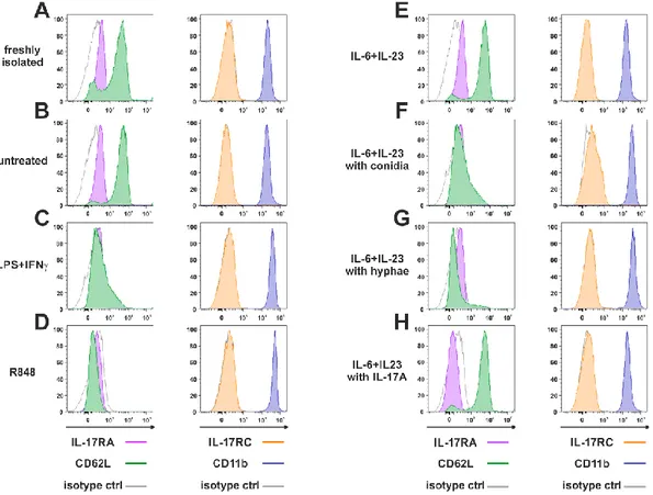 Figure 10 | IL-17RA, IL-17RC, CD62L and CD11b surface expression in  neutrophils957 