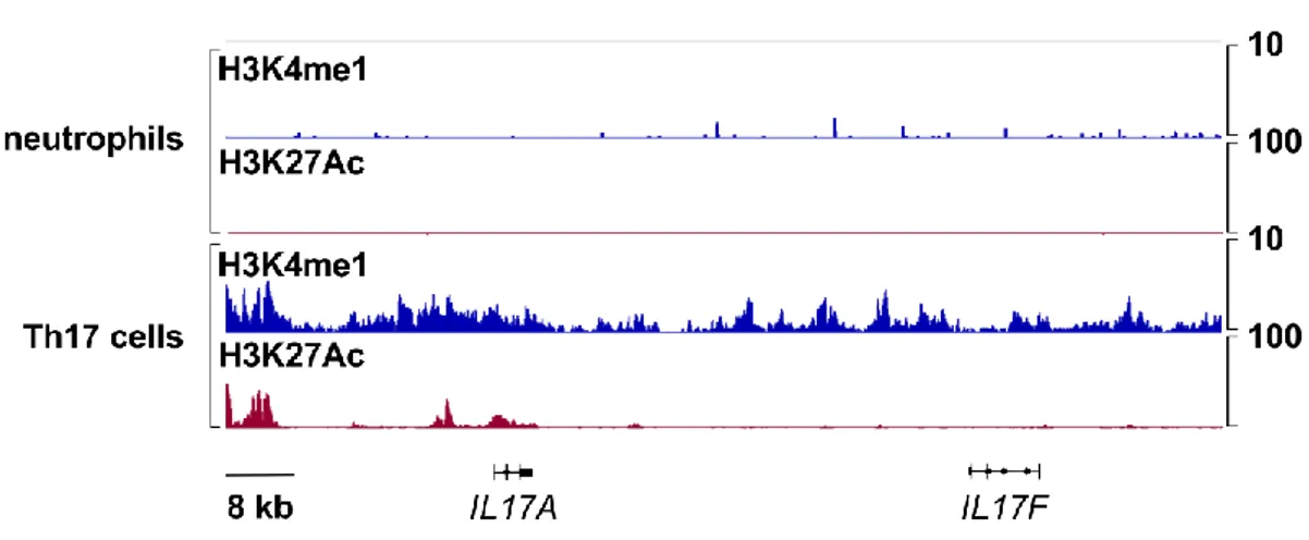 Figure 12 | ChIP-Seq profiles of H3K4me1 and H3K27Ac at the IL17A and IL17F loci 1043 