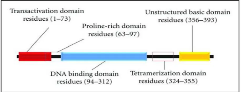 Figure 1. Multifunctional domains of p53. The p53 monomer consists of various multifunctional do- do-mains [11]
