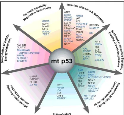 Figure  4:  Selected  oncogenic  properties  of  mutant  p53  proteins  and  their  underlying  mechanisms