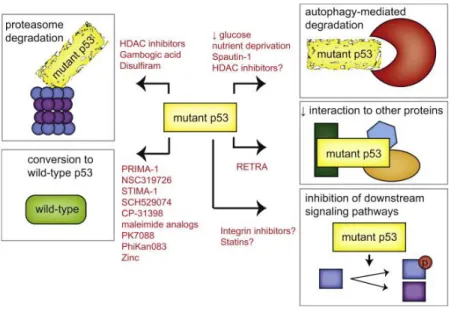 Figure  6: Strategies  restoring  p53  wild-type  function.  These  strategies  include  promotion  of  mutant  p53 degradation through the proteasome and autophagy pathways, restoration of wild-type p53  activi-ty, interference with the interaction betwee