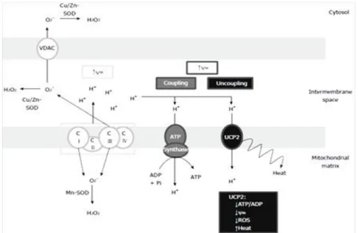 Figure 10. Uncoupling protein 2 uncoupling activity in oxidative phosphorylation. ROS: Reactive ox- ox-ygen  species;  UCP2:  Uncoupling  protein  2;  SOD:  Superoxide  dismutase;  Mn-SOD:   Manganese-superoxide dismutase [130]