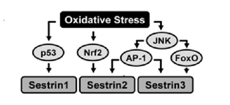 Figure 11: Regulation of Sestrin expression by oxidative stress. p53,Nrf2 and AP-1 are required for  Sestrins induction  upon oxidative stress [143] 