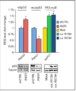 Figure 13: Mutant p53 proteins enhance ROS production in cancer cells. The indicated cell lines  were  transfected  with  the  pRSuper-p53  vector  and  with  plasmids  for  overexpression  of  mutant  p53  (o.e