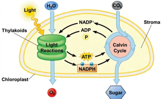 Figure 1. Schematic representation of light and dark reactions in photosynthesis (Pearson  Education 2012)