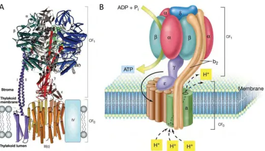 Figure 8. Structure of ATPase. (A) 3D model created using available structural data for  mitochondrial F-ATPase subcomplexes (Nelson and Ben Shem 2004)