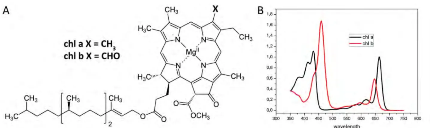 Figure 10. Chlorophyll a and b. (A) Structure and (B) absorption spectra in acetone 80%.