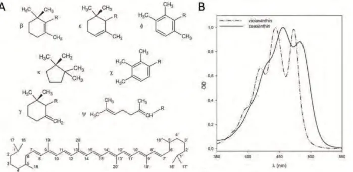 Figure 12. Carotenoid structure. (A) Characteristic end groups of carotenoids and structure of a generic carotenoid  with common numbering system