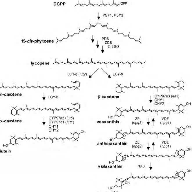 Figure 13. Biosynthetic pathway of carotenoids in higher plants, with enzymes involved