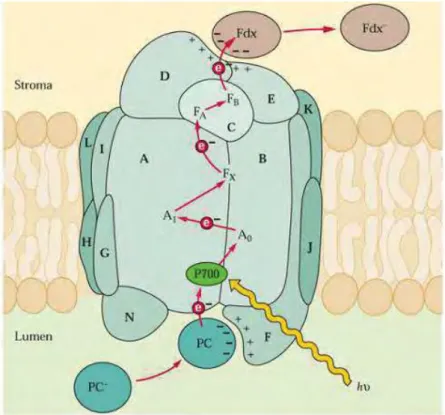 Figure 18. Schematic model of photosystem I. Subunits organization  and cofactors involved in electron transfer are indicated