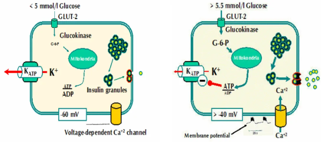 Fig. 1 At low  glucose concentrations, ATP-sensitive  potassium (K ATP ) channels are open and are  responsible for the membrane potential