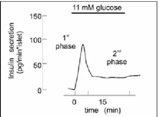 Fig.  2 Profile  of  glucose-induced  insulin secretion. Glucose was elevated  to  11  mM as indicated  by horizontal bar