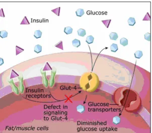 Fig. 3 Defects in insulin signaling to GLUT4 could cause insulin resistance. 