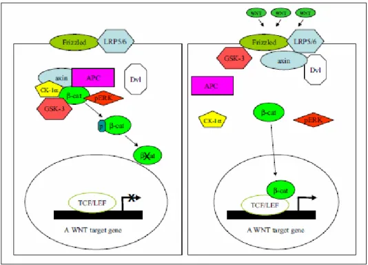 Fig. 5 Wnt/β-catenin signalling pathway [34]. 