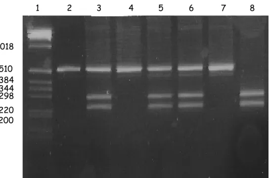 Fig. 6. RFLP. The restriction enzyme identified only one of the two allelelic variants of the SNP