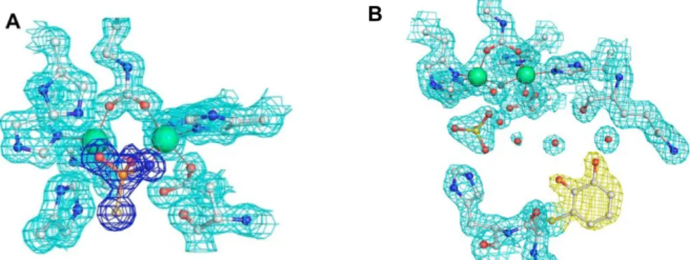 Figure 1. Atomic models of the active site of urease inhibited by the hydrolyzed form of NBPT (A) and  bound to catechol (B), superimposed on the final 2F o -F c  electron density maps