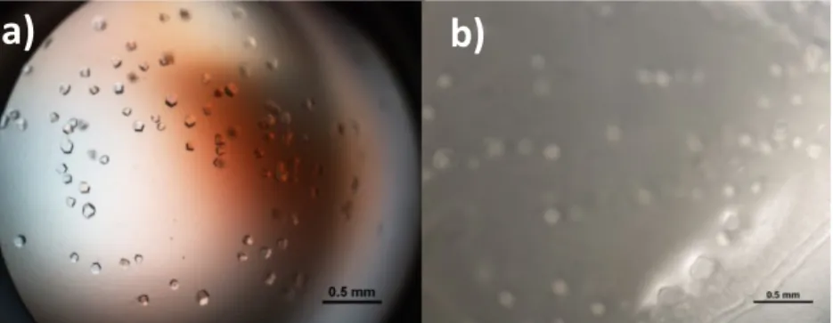 Figure 1. Crystals of glucose isomerase grown on standard sitting-drop support (a), and  on ionic-liquid hydrogel membrane composite support (b)